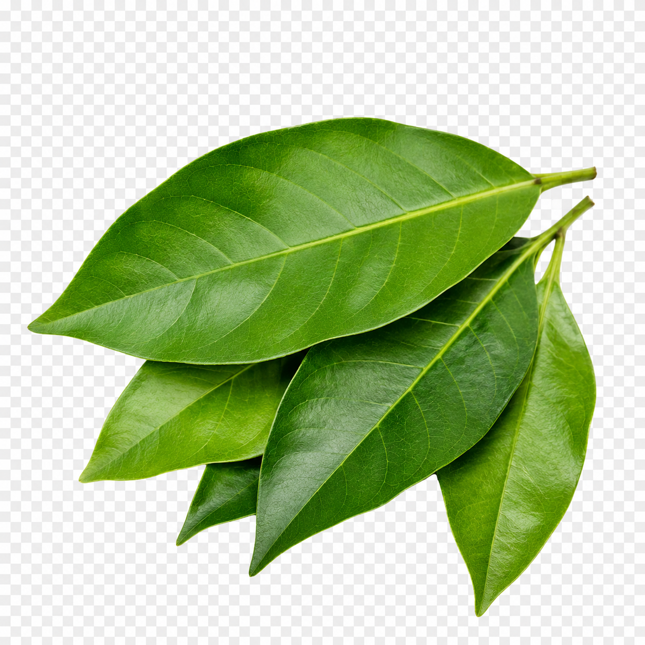 Daun Salam